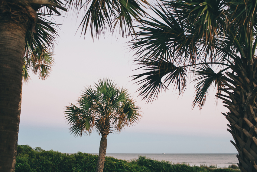 Charleston Palm Trees