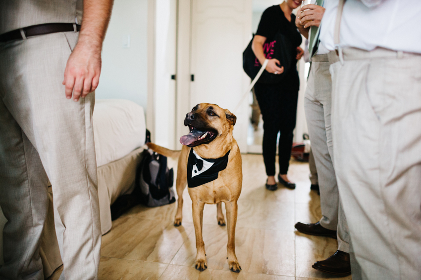 Adorable dog ringbearer before the creative and fun wedding at the Postcard Inn