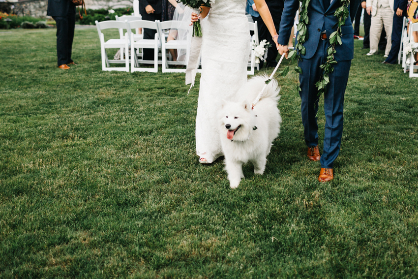 White, fluffy dog flower girl at the waterfront ceremony at The Chanler in Newport, Rhode Island