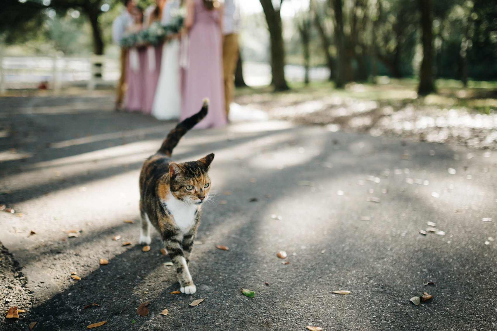 cat photobomb during bridal party photos